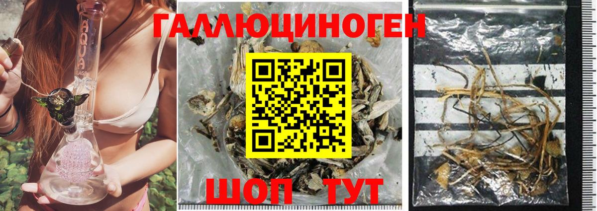 Псилоцибиновые грибы Psilocybe Дагестанские Огни