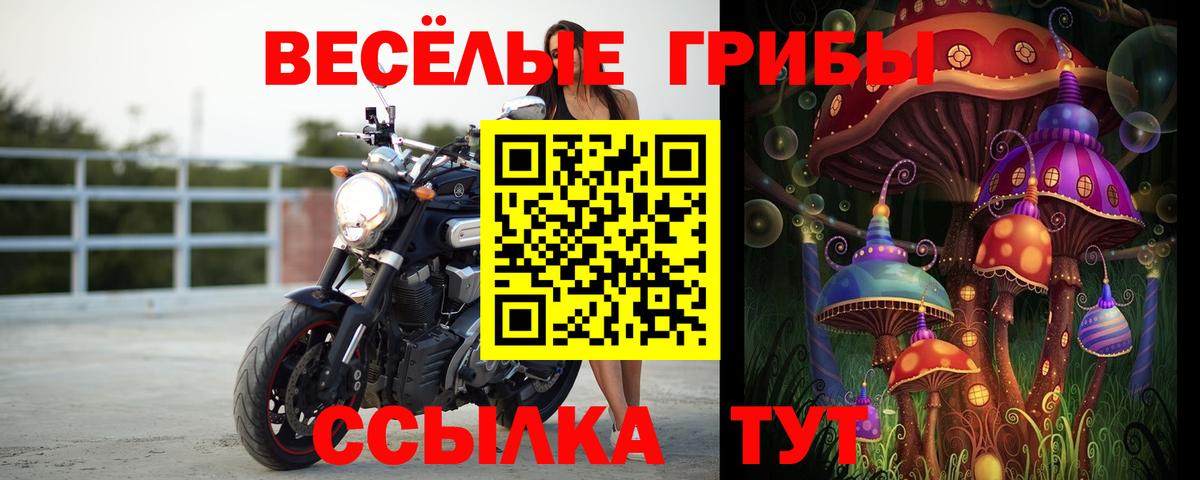 Псилоцибиновые грибы Psilocybe  Вход с VPN  Дагестанские Огни 